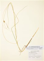 藏品(貧子薹)的圖片